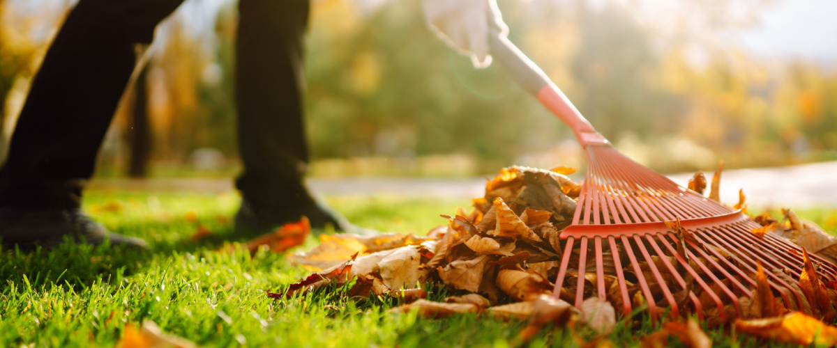 15 garden tips for November - clearing leaves