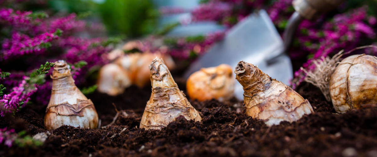15 garden tips for November - planting spring bulbs