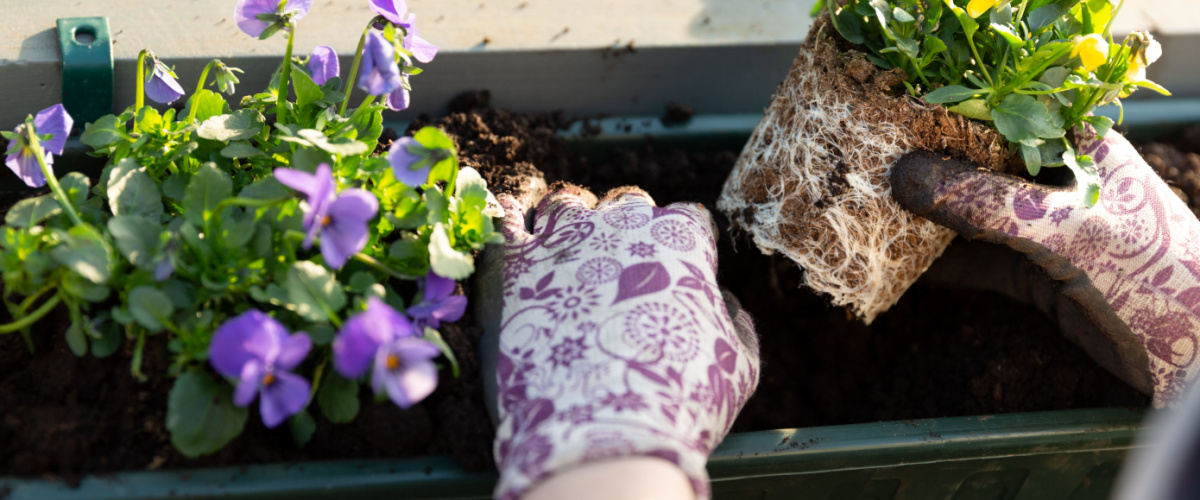 15 garden tips for October - plant pansies in containers
