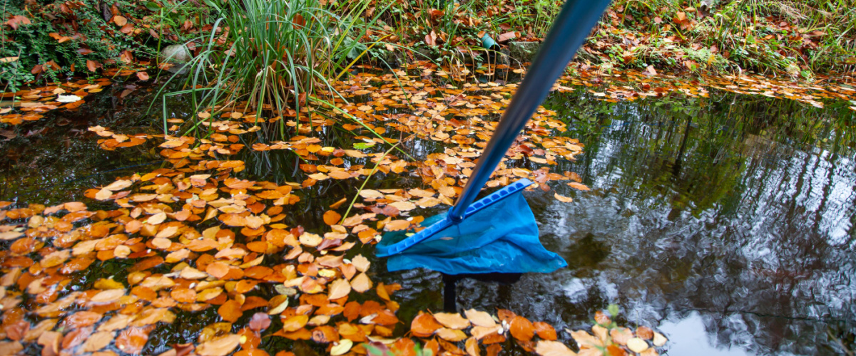 15 garden tips for October - remove leaves from pond