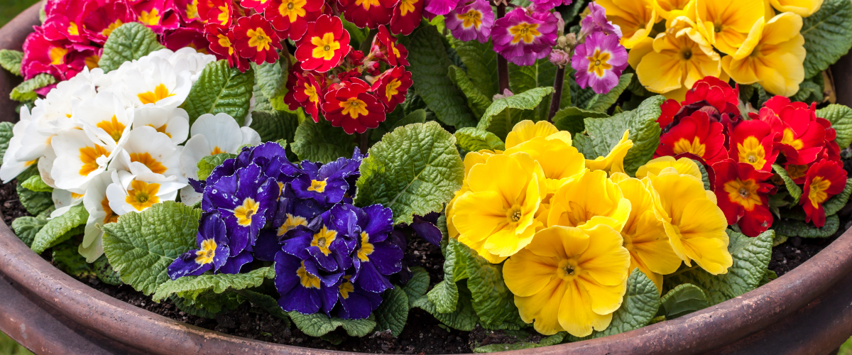 6 fantastic plants for spring pots