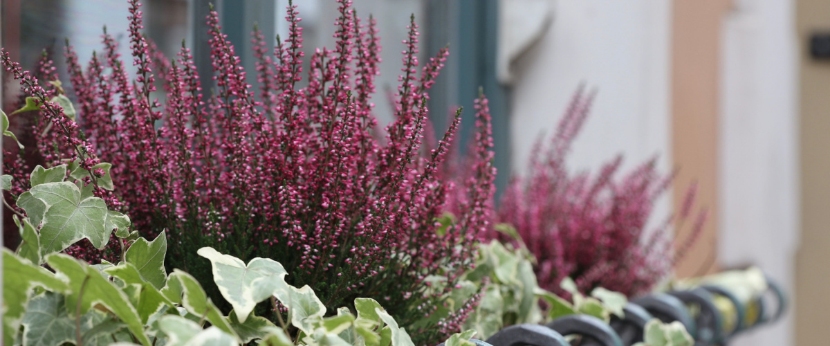 Heather and hedera for autumn pots and containers