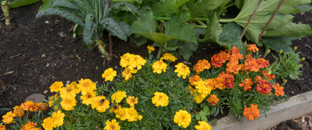 Marigold companion planting