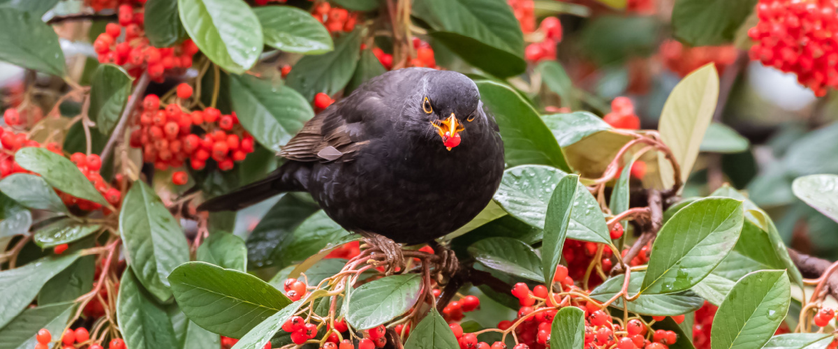 Garden birds love berry bushes