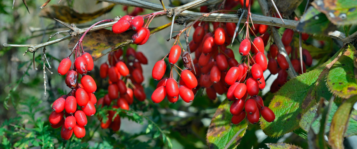 Berry bush - Cotoneaster