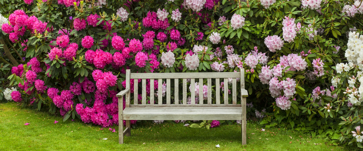 Rhododendron: an acid-loving favourite!