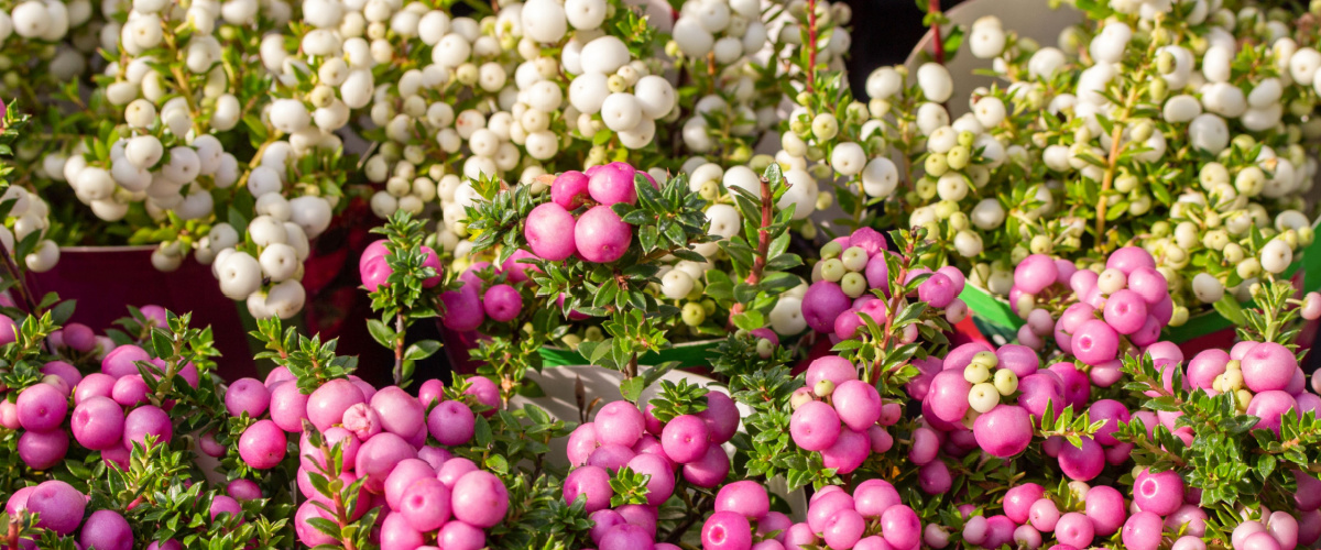 Gaultheria with pink or white berries