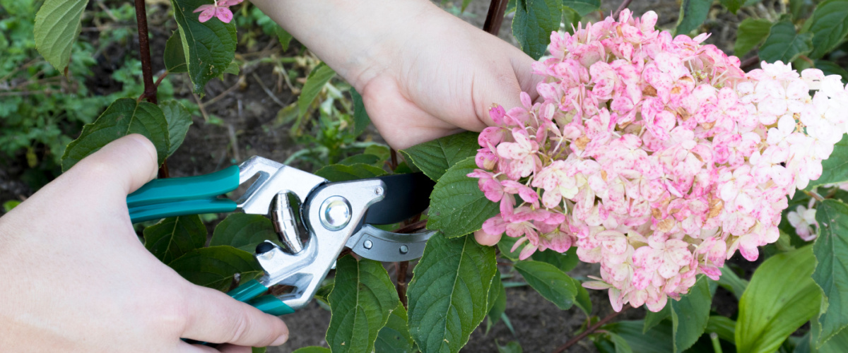 How to prune hydrangeas