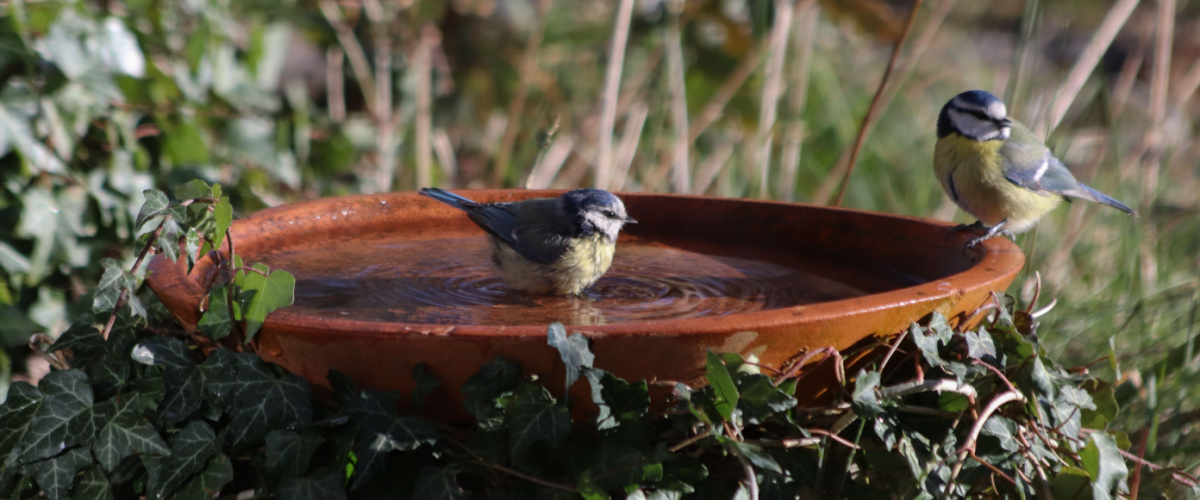 Birdbath with fresh water