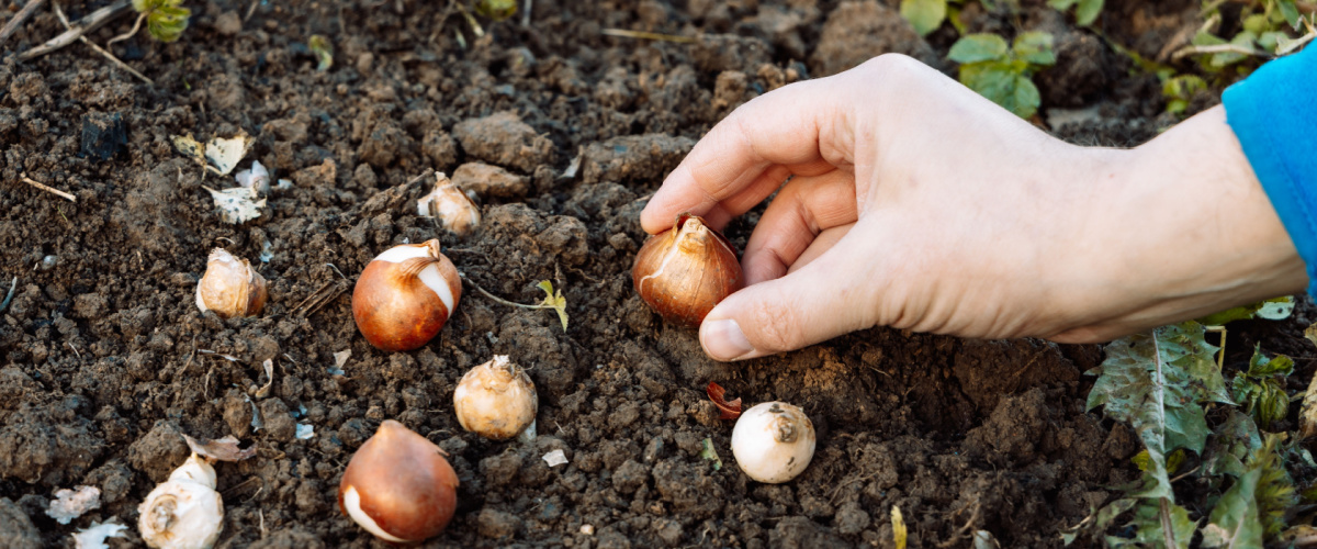 Planting spring bulbs in winter