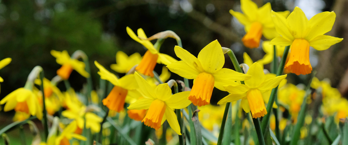 Top 10 scented spring plants: Daffodils