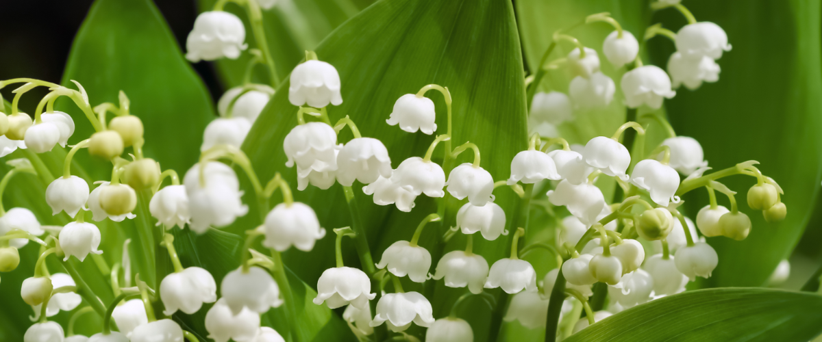 Top 10 scented spring plants: Lily of the Valley