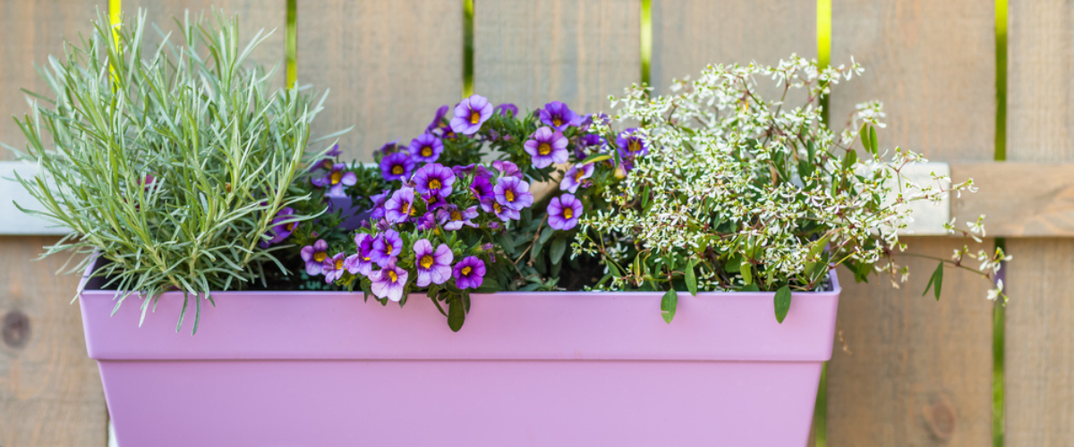 Grow pollinator-friendly flowers in containers