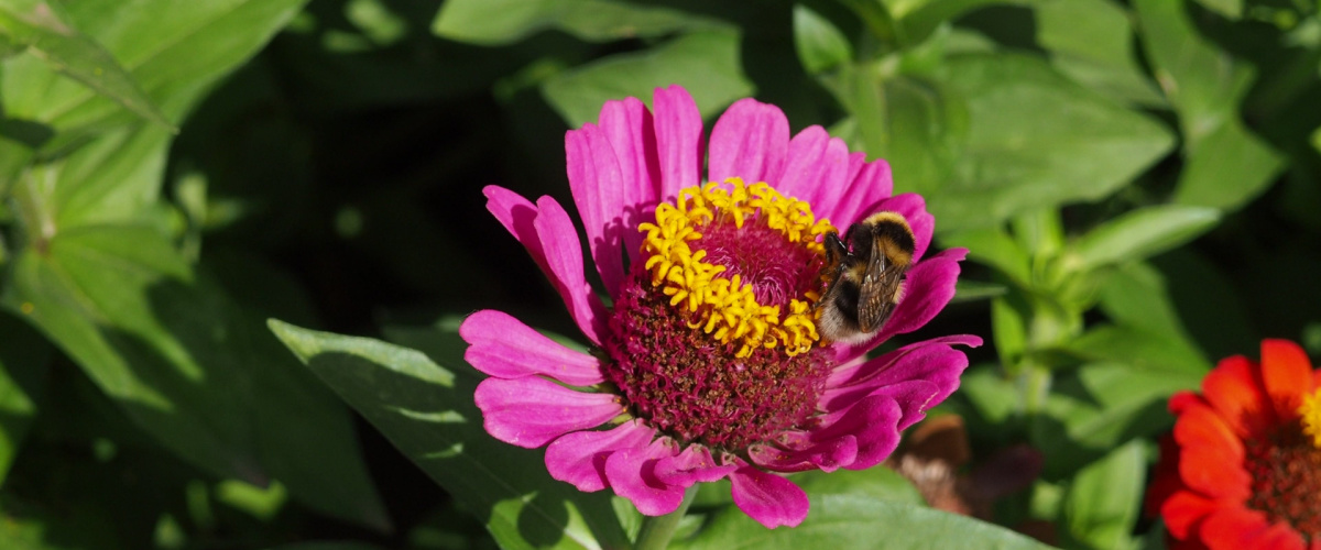Bees pollitating