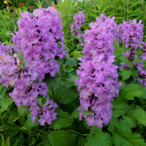 Betonica Macrantha Superba