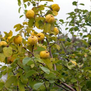 Quince Vranja