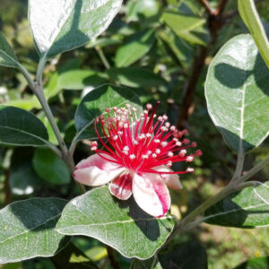 Feijoa Sellowiana Mushroom Bowl