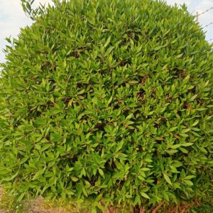 Phyllirea Angustifolia Ball