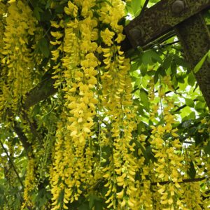 Laburnum Watereri Vossii