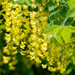 Laburnum Wateri Vossi 15L 12-14cm