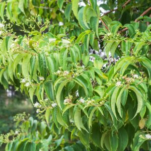 Heptacodium Miconioides