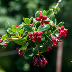 Escallonia Red Elf