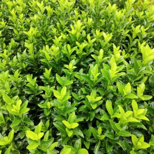 Euonymus Jap Green Spire 5L