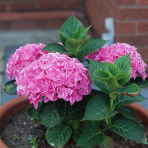 Hydrangea Pan Wim's Red 3L
