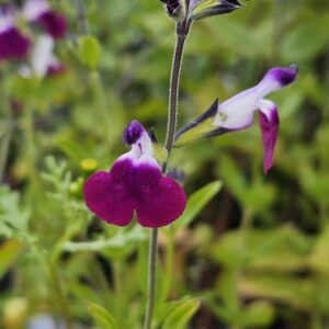 Salvia Amethyst Lips