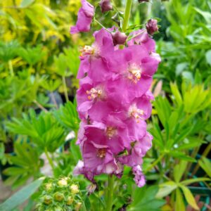 Verbascum Sugar Plum