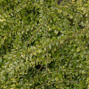 Lonicera Ligustrina Lemon Beauty 10L