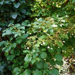 Hydrangea Anomala Petiolaris Bright Side 2L