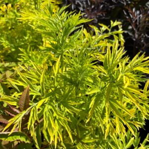 Sambucus Nigra Golden Tower 10L