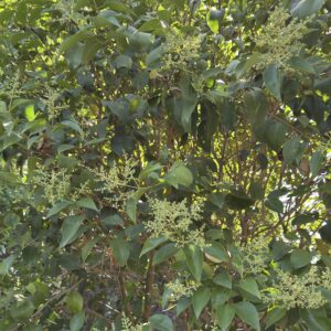 Ligustrum japonicum