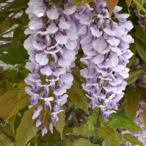 Wisteria 1/2 Std
