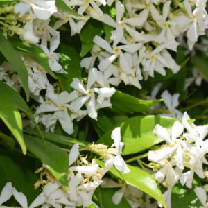 Trachelospermum Jasminoides Metal Ball 65L