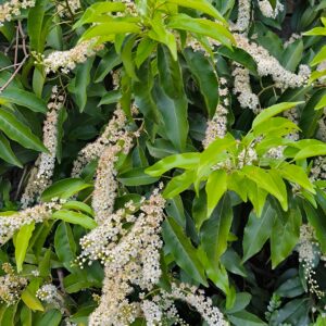 Prunus Insica Frilly Frock