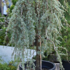 Cedrus atlantica glauca 35-40cm