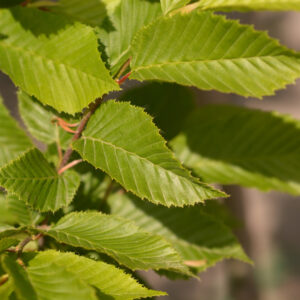 Carpinus Betulus Fastigiata