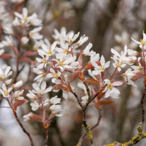 Amelanchier Robin Hill