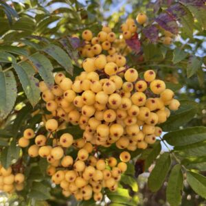 Sorbus Sunshine