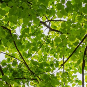 Tilia Europaea Pallida