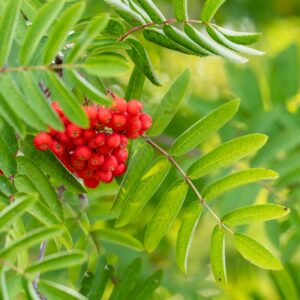 Sorbus Aucuparia Cardinal Royal