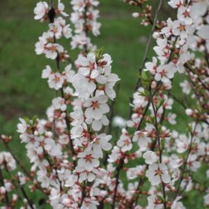 Prunus Schmittii