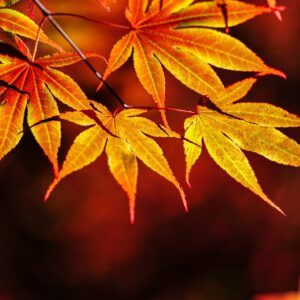 Acer Campestre Elegant