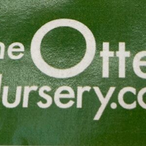 Robinia Pseudoacacia Frisia Std 12-14cm 40L