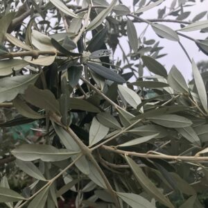 Olea Europaea Pyramidalis