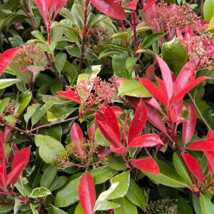 Photinia Red Robin