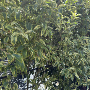 Ligustrum Excelsum Superbum