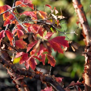 Acer Griseum 150-175 Cont Multistem